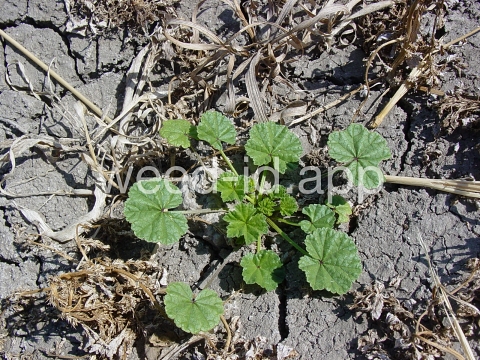 mallow, common